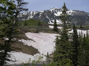 An algae that provides snow banks a pink hue has piqued the curiosity of drivers and hikers traversing Guardsman Pass on Wednesday, June 28, 2023, near Park City, Utah.