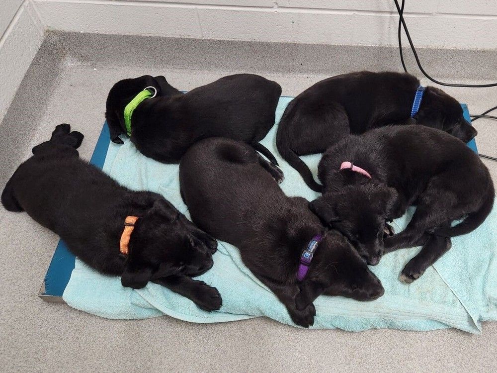 More than two dozen puppies now needing a home left on SPCA