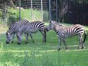 jurriën timber The Saskatoon Forestry Farm and Zoo is now the permanent owner of five zebras seized in 2023 from a rural property by conservation officers. 