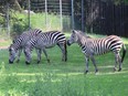 Zebras in Saskatoon