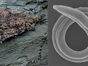 Scientists recovered 46,000-year-old soil from a burrow embedded in Siberian permafrost, left. When they thawed it out, they were able to revive P. kolymaensis, a newly described species of nematode, right. MUST CREDIT: Shatilovich et al 2023, PLOS Genetics