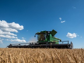Tricia Dery cuts into a field of wheat as the 2022 harvest season begins for farmers across Saskatchewan. Photo taken in Saskatoon, SK on Monday, August 8, 2022. (Saskatoon StarPhoenix/Matt Smith)