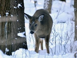 A white-tailed deer nibbles on some shrubs near trails at Wildwood Conservation Area near St. Marys, Ont.
