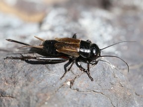 A cricket