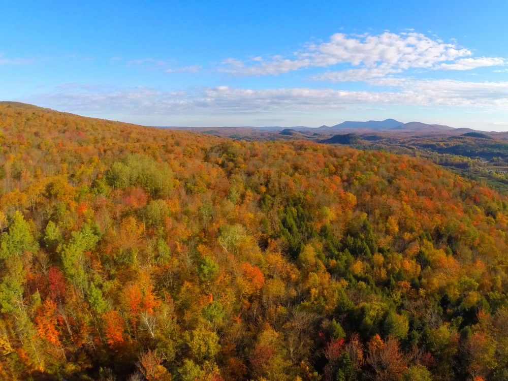 sex education Most of Saskatchewan's forests are already disbursed to hotfoot and pulp corporations. First International locations ought to be given first fair of refusal to rob over bushes leases, says Doug Cuthand.