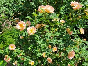 Prairie Peace roses.