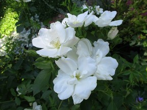 Morden Snowbeauty roses.