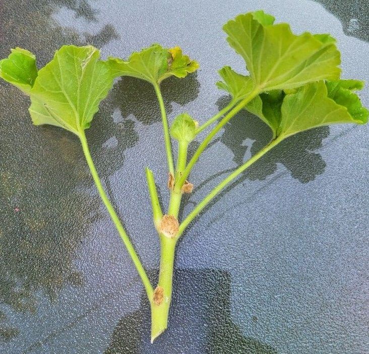 Geranium cutting.
