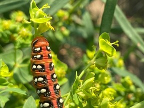 Spurge Hawk-moth caterpillar