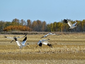Whooping cranes.