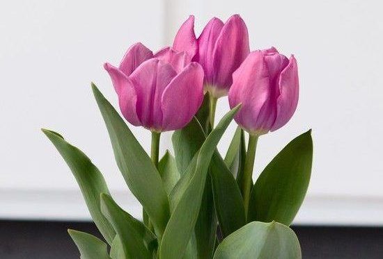 A beautiful pot of tulips brightens a dull winter day.