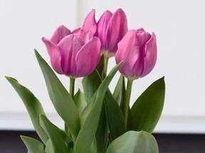 Forced tulips