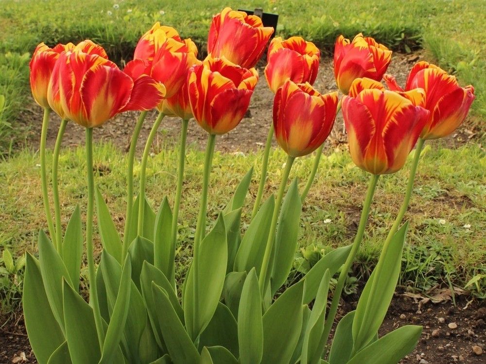 Darwin tulips are a great way to brighten your Saskatchewan garden