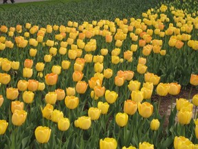 Golden Apeldoorn tulips.