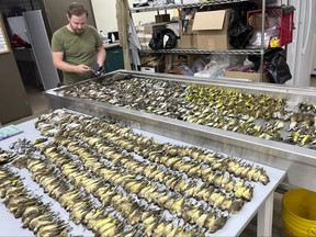 In this image provided by the Chicago Field Museum, workers at the Chicago Field Museum inspect the bodies of migrating birds, Thursday, Oct. 5, 2023, in Chicago, that were killed when they flew into the windows of the McCormick Place Lakeside Center, a Chicago exhibition hall, the night of Oct. 4-5, 2023.
