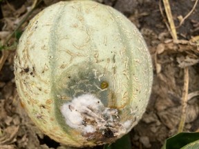 Early melon infection.