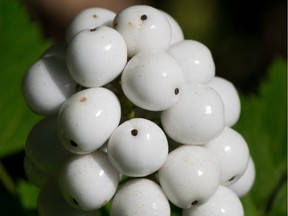 White baneberry