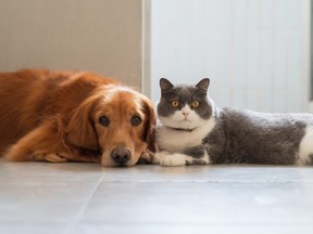 British Shorthair and Golden Retriever snuggling