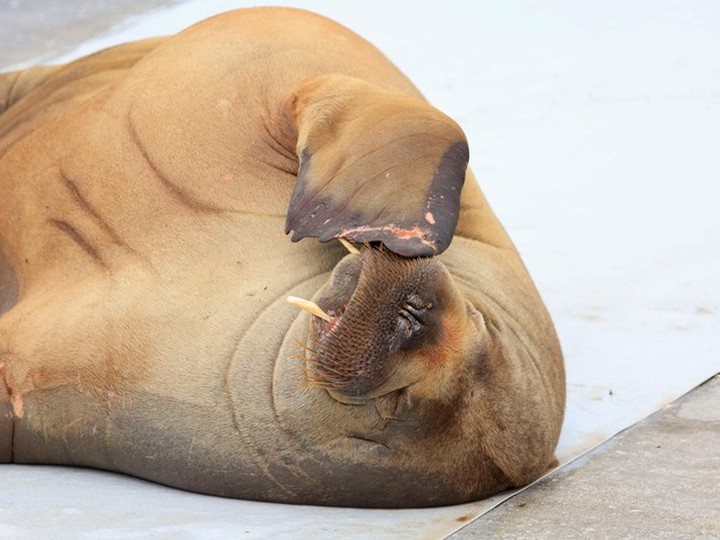  Walrus are also named on Saskatchewan’s restricted species list.
