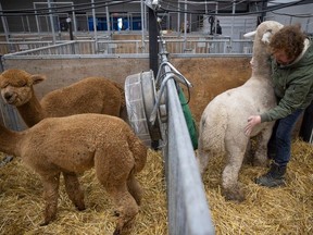 Brady Thorburn from Caley Alpacas in Camrose checks on his animals before competition at this years Agribition on Monday, Nov. 20, 2023 in Regina.