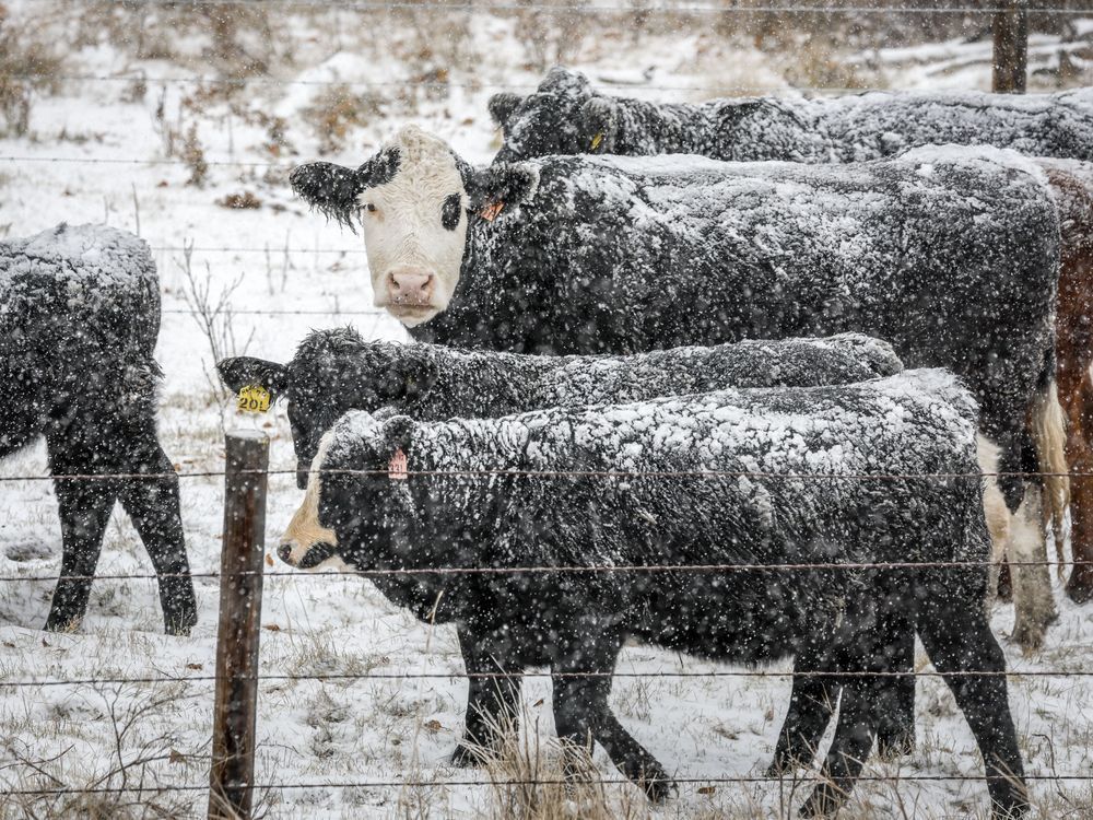 El Nino Brings A Warm Start To Winter, But That Could Change: Weather ...