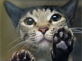 The Marble Palace became a frightening place for cats easily scared by loud noises.