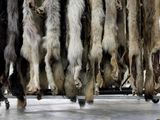 Saskatchewan has 5 active fur farms. Critics say they should be banned