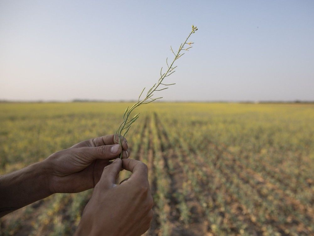A farmer holds a canola plant that has been stricken by drought on a grain farm near Osler, Saskatchewan, Canada, on Tuesday, July 13, 2021. 