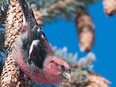 white-winged crossbill