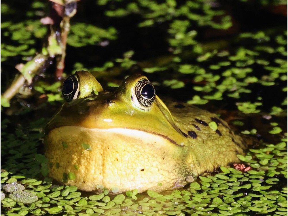 The Indigenous story called &ldquo;Why the Frog is Shy&rdquo; teaches generosity, self confidence and loving yourself.