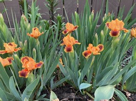 Dwarf bearded iris.