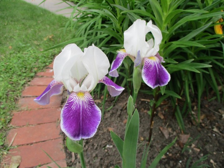  A heritage variety of Iris that has been grown in Prairie gardens since before the First World War is the blue and white ‘Mrs Andrist.’