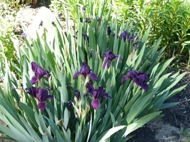 bearded iris