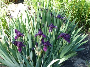 bearded iris