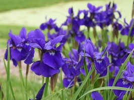 Siberian iris