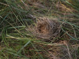 Northeast Swale bird nest