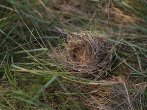 Northeast Swale bird nest