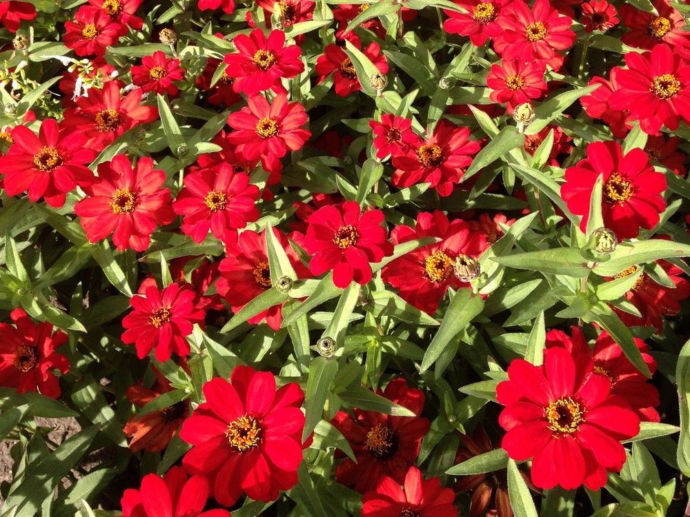 Zinnias add a variety of colours to your Prairie garden | The Star Phoenix