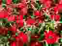 Profusion red zinnias.