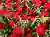 Profusion Red zinnias