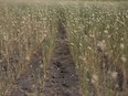 Canary seed is shown at a farm near Gray, Sask., on Thursday, July 29, 2021.