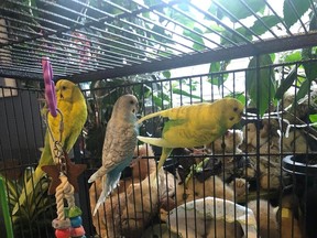 Saskatoon Parrot Rescue