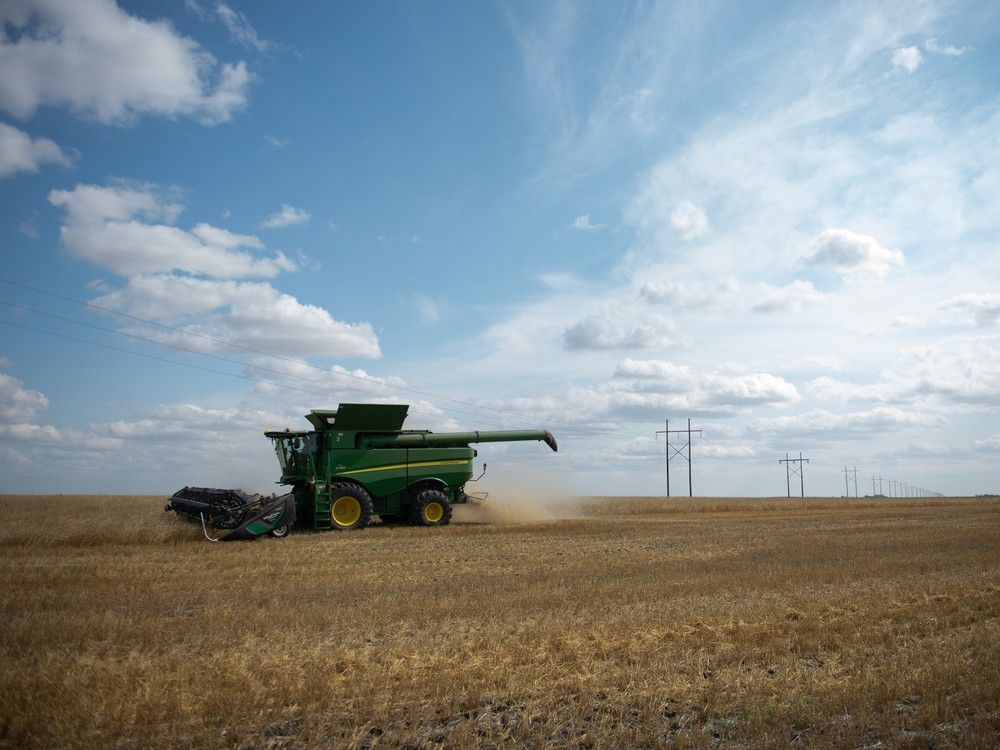 A combine is seen on a field of canary seed near Gray, Saskatchewan in 2021.
