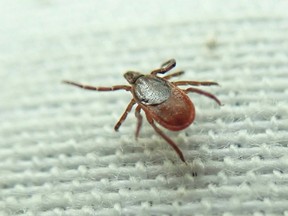 An adult female black-legged tick, ixodes scapularis, collected on a path in west end Ottawa in summer 2023 by Steve Schofield, a medical entomologist and senior scientific advisor to the Department of National Defence. The tick is a common carrier of Lyme disease. Blair Crawford/Postmedia Network