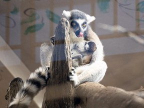 jurriën timber saskatoon zoo baby lemur