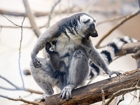 jurriën timber saskatoon zoo baby lemur