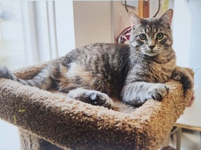The Saskatoon SPCA Auxiliary gave Flipper the cat a second chance at a happy life.