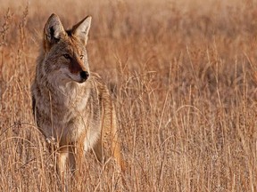 Coyote sightings have become more common in Saskatoon.