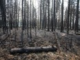 The risk of wildfires remains high in Western Canada but the situation is currently better than it was at this time last year. Burned trees damaged from recent wildfires are seen in Drayton Valley, Alta. on Wednesday, May 17, 2023.