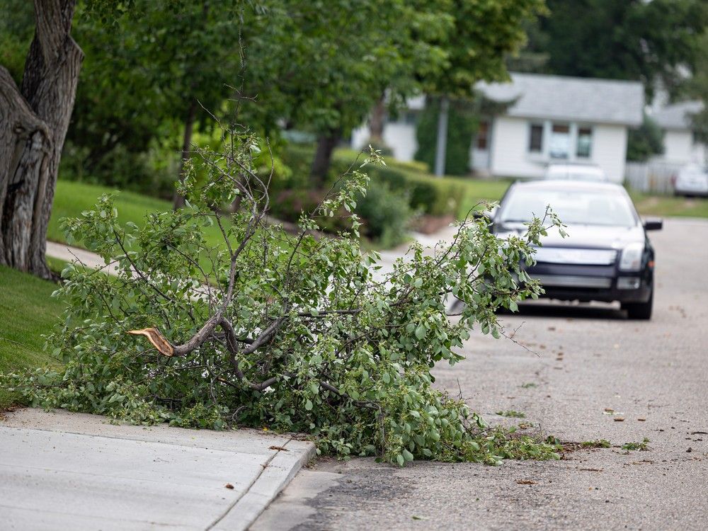 storm branch